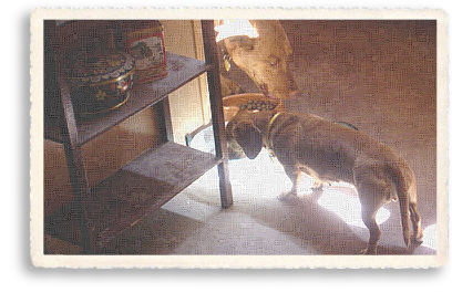 Jean's dogs, Joaquin and Gisela have their noon meal in Taos, New Mexico.