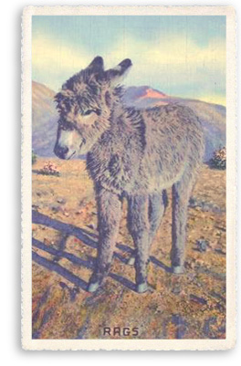 Rags the Donkey in Taos, New Mexico