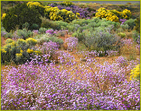 Asters and Chamisa in bloom in Northern New Mexico