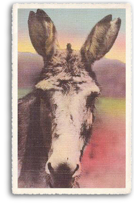 A closeup portrait of one of the most beloved farm animals still found in and around Taos, New Mexico: the burro (or donkey). This one happens to be the Taos Unlimited “Talking Burro”!