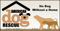 American dog rescue