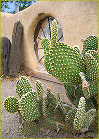 Prickly Pear Cactus agains adobe wall