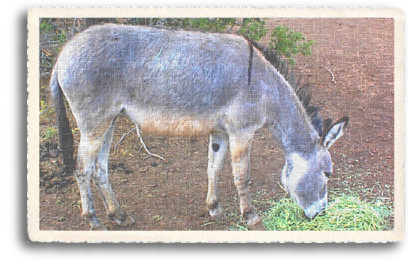 An adoped wild Burro (or donkey) adapts to a domesticated farm lifestyle in Northern New Mexico. He is enjoying a meal of hay, as opposed to foraging on the sometimes dry and sparse grasses of the high desert.