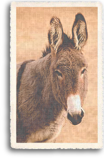 A portrait of the one of the most beloved farm animals in the Southwest, the Burro (or donkey).
