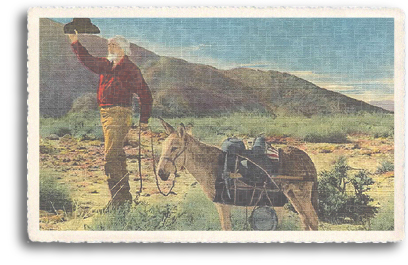 This vintage postcard features a old prospector with his beloved friend and fellow-worker, the Burro (or donkey). The Burro made a good pack animal and could survive nicely in the dry, hot climate of the desert Southwest.