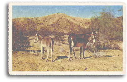 Two Burros (one younger, one older) show interest in the person photographing them at a remote location in the Northern New Mexico high desert.