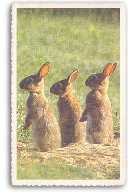 A trio of Cottontail Rabbits are on the lookout for predators and any humans who might be mucking about! These speedy creatures are commonly found throughout the entire American Southwest.