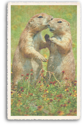 Two Prairie Dogs share some affection in their Prairie Dog Village just outside Taos, New Mexico.