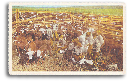 This vintage postcard shows cowboys and range hands busy with cattle branding season. Cattle drives and open range ranching played a key role in the ecconomy of Northern New Mexico in the old frontier days of the 1880s.
