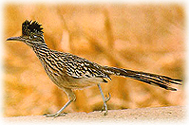 The unusual Roadrunner, the state bird of New Mexico.