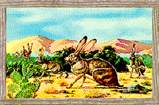 vintage jack rabbit postcard