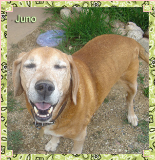 Juno is Jean’s red hound-dog mix. He was adopted from the Santa Fe Animal Shelter and has enjoyed many walks with Jean, exploring the city from the Santa Fe River to the downtown Plaza. He’s a trusted, loyal companion, winning the hearts of all who meet him.