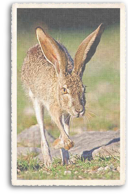 Here you can get a good look at what a Jack Rabbit is really like. These rabbits, or hares, have a strangely haunting beauty and extremely long ears that have to be seen to be believed!