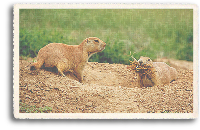 Prairie Dogs in the process of building their home outside Taos, New Mexico.